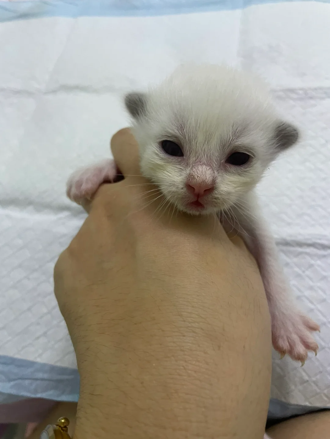 猫睁眼苹果版橙猫地图苹果正版