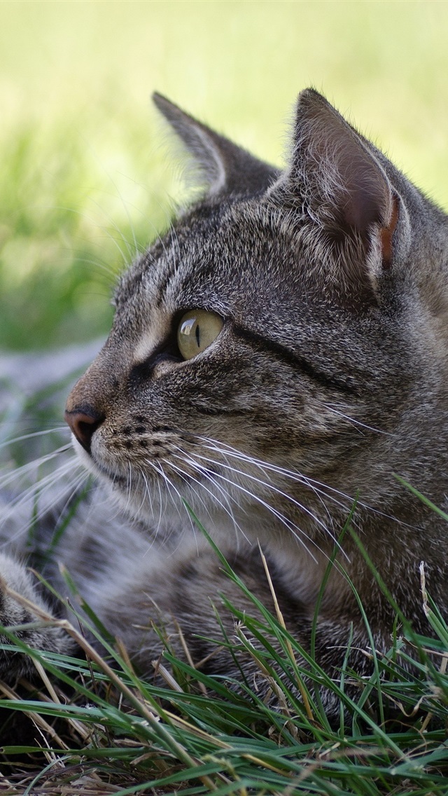 手机的小猫苹果版苹果手机的汤姆猫很多广告怎么关-第2张图片-太平洋在线下载