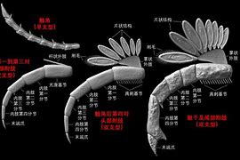 三叶虫爱合体安卓版幻兽爱合成安卓版下载-第2张图片-太平洋在线下载