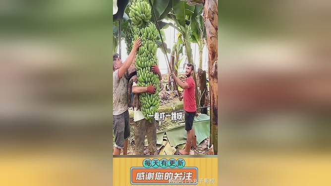 关于香蕉视频苹果版安装的信息
